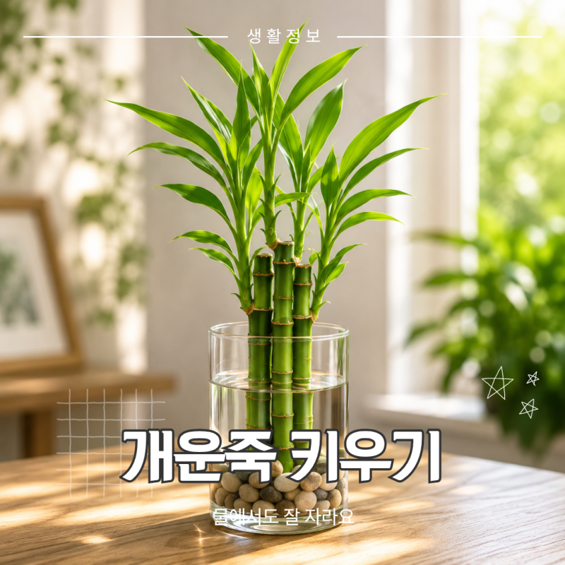 개운죽 키우기, 오래 싱그럽게 관리하는 방법
