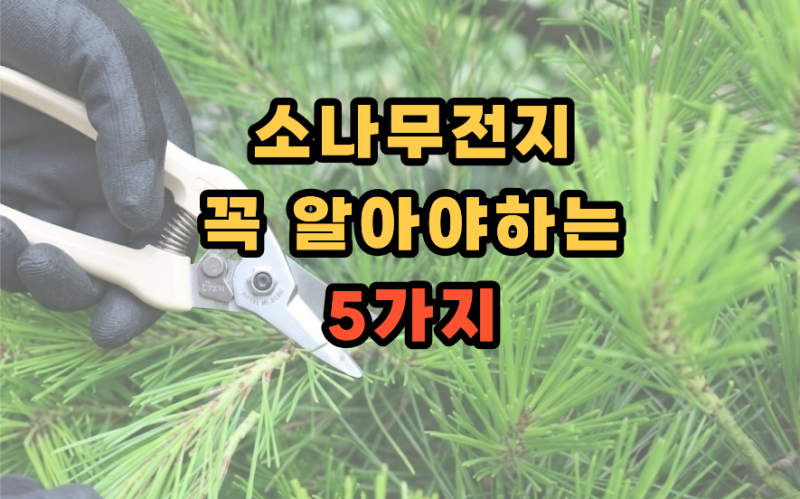 소나무 전지 반드시 알아야 하는 5가지