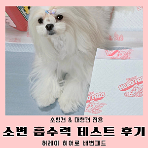대형 애견패드 추천 허레이 히어로 배변패드 비교 테스트