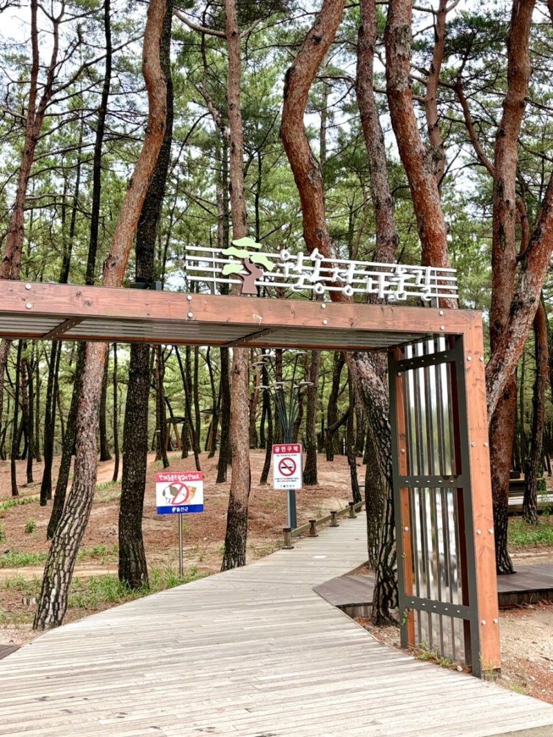 울진여행 : 걷기 좋은 소나무 숲, 월송정