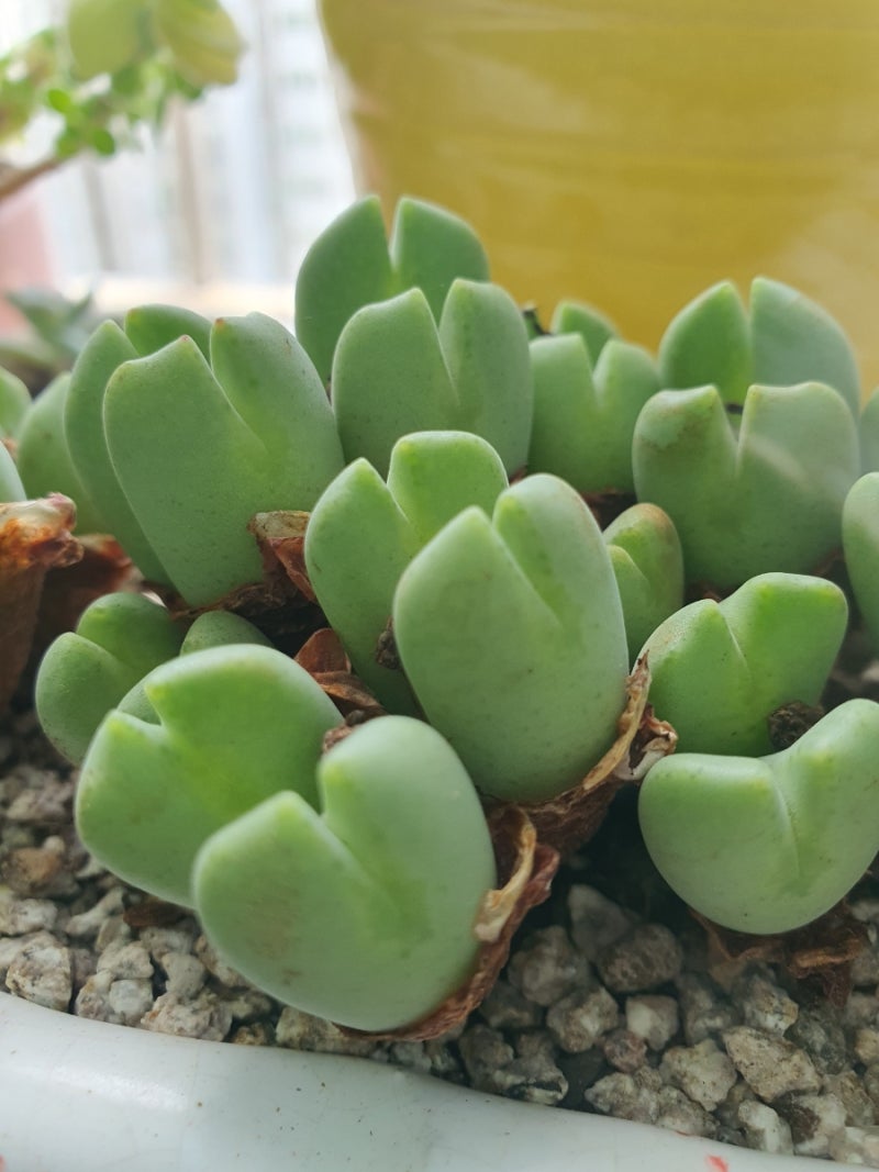 하트모양 다육이 축전 키우기