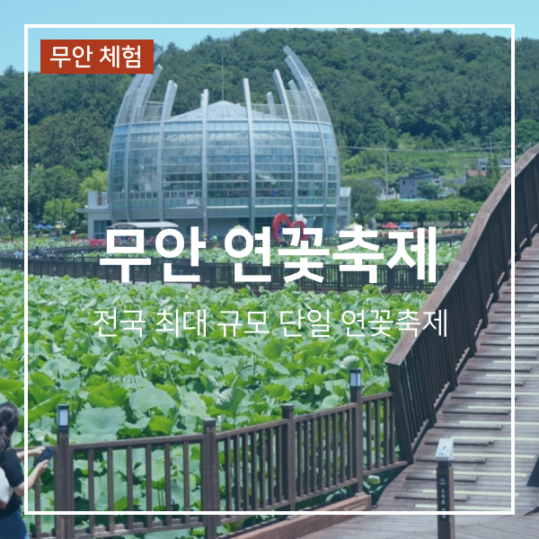 무안 연꽃축제 기본정보 기간 셔틀버스 체험 공연 일정 총정리