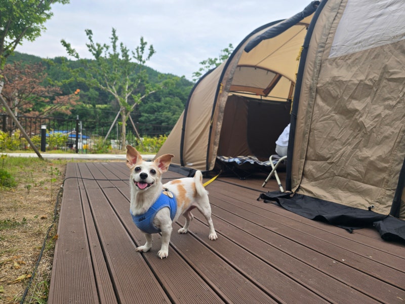 493th _ 태백 절골힐링캠핑장 모리 와 함께 ~