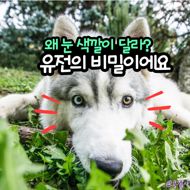 강아지 오드아이 생기는 이유, 집사도 몰랐던 유전자의 비밀