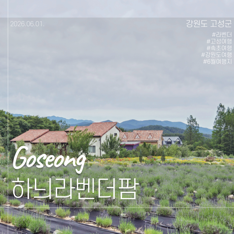 6월 강원도 여행 고성 하늬라벤더팜 라벤더 축제 꽃보러 오세요