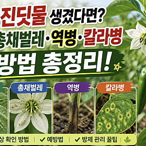 고추진딧물 생겼다면? 고추총채벌레 역병 칼라병 예방법 총정리