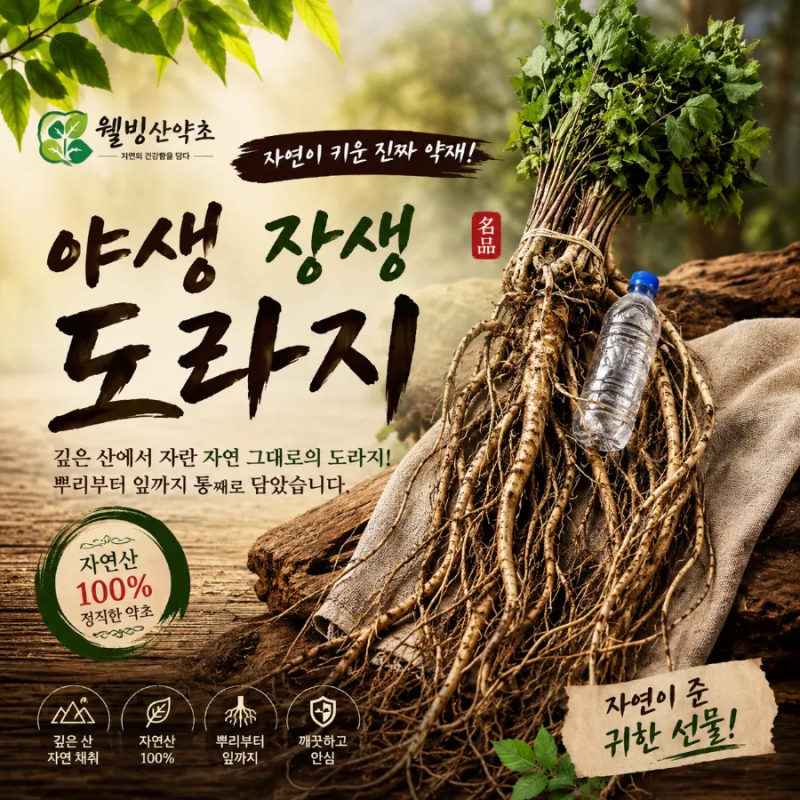 야생 산도라지 효능 및 복용법 /기관지, 호흡기에좋은약초