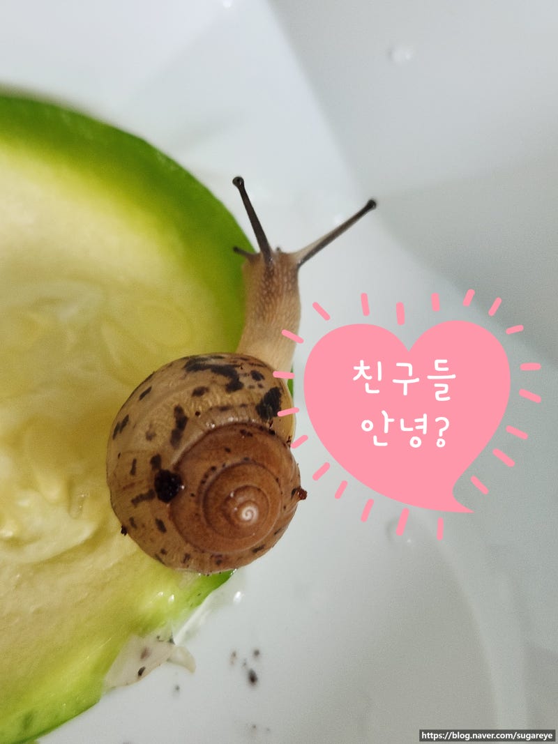 명주 달팽이 키우기! 사육 환경부터 먹이, 잠 깨우는 방법까지 완벽 가이드