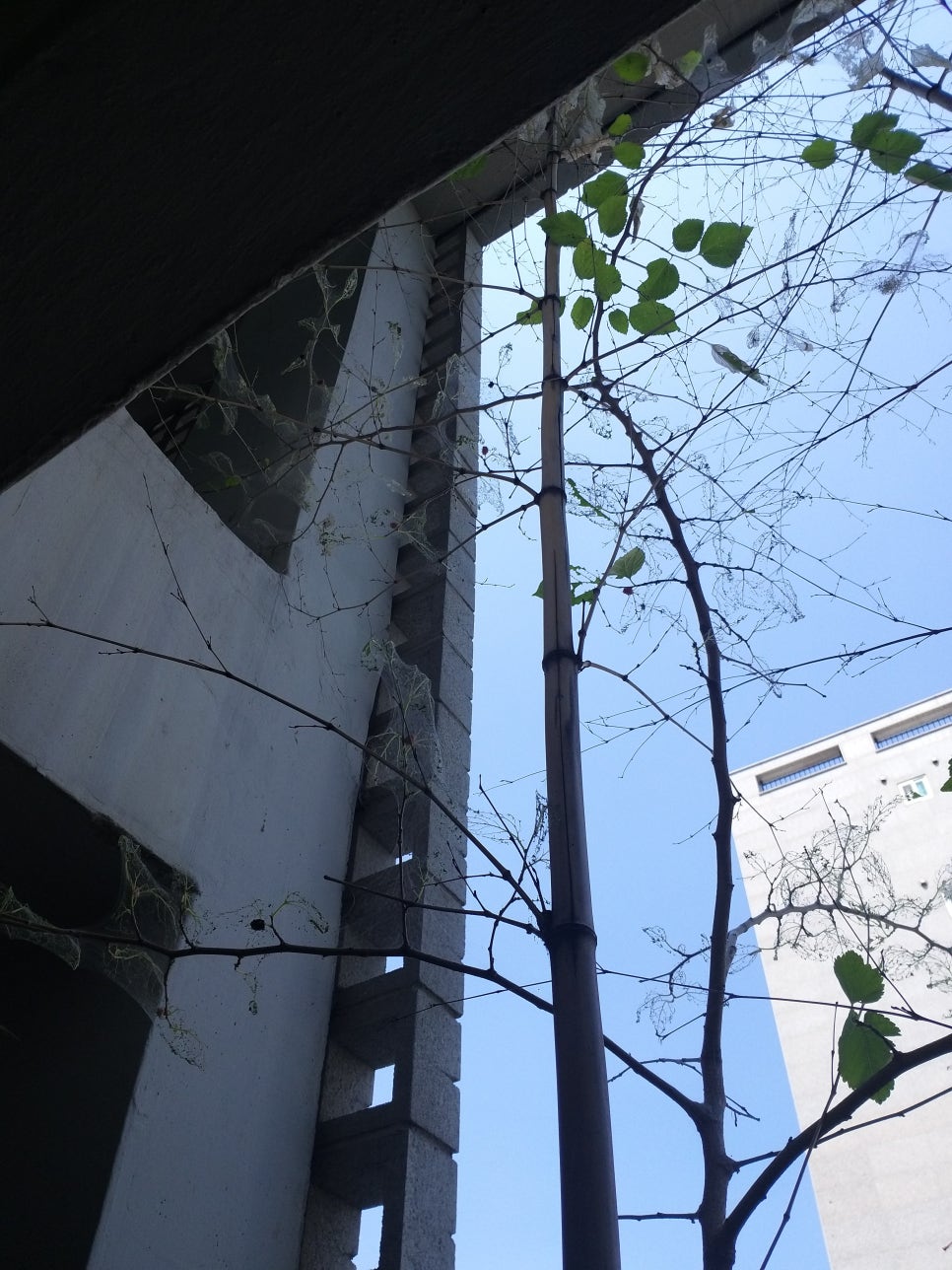 불나방 사진 2