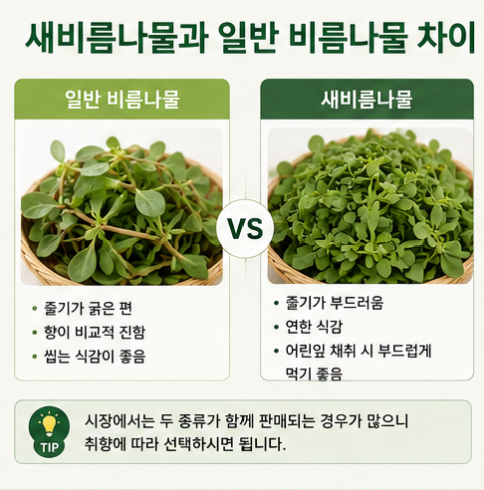 비름나물 효능 총정리, 새비름나물 차이와 손질·무침 레시피까지