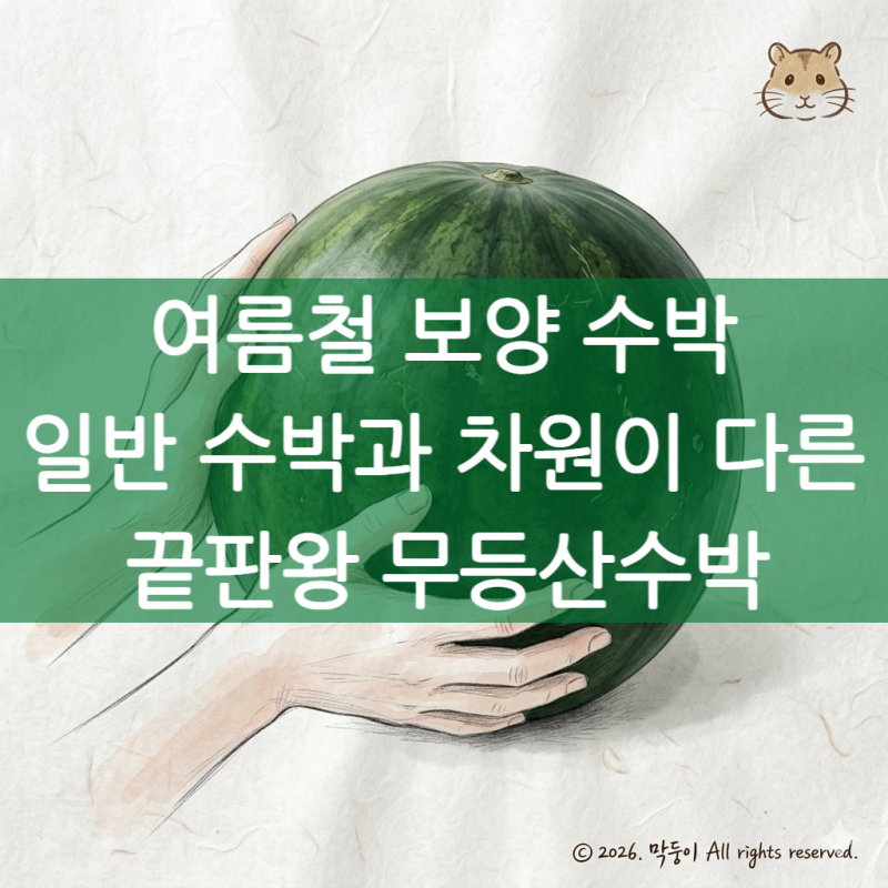 무등산수박 크기와 효능 완벽 정리