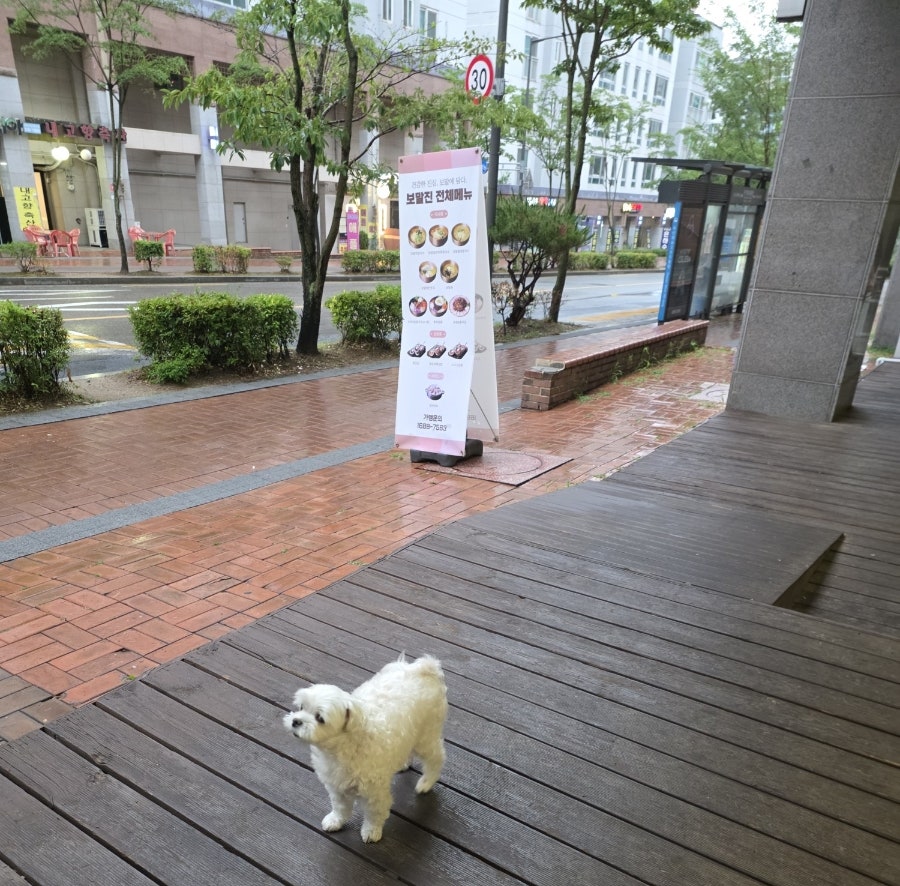 보말진칼국수김밥 은평뉴타운점 사진 5