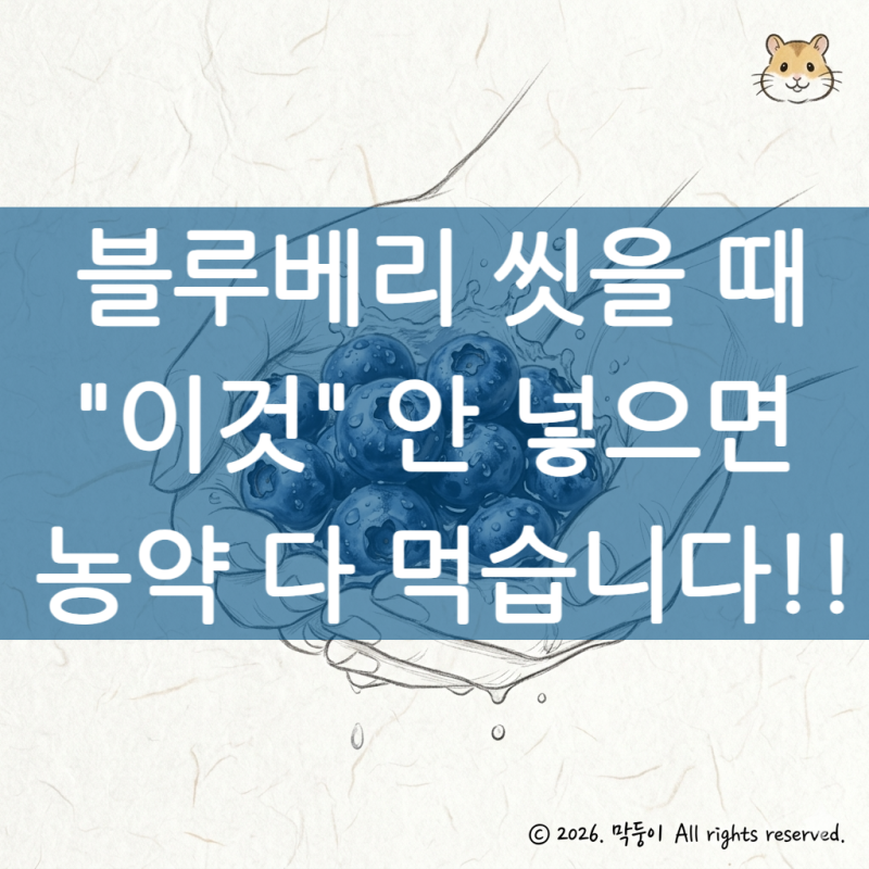 블루베리세척법 1분 만에 농약 싹 지우는 비법?