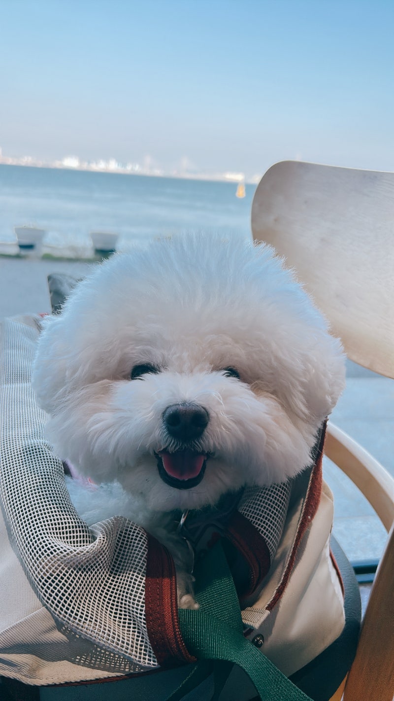 마이브라운 다이렉트 가입후기! 마이브라운만 믿고 병원가자 용기있게! _마이브라운 펫보험