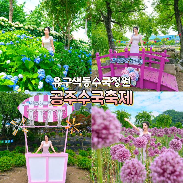 공주 <b>수국축제</b> <b>유구</b>색동 <b>수국</b>정원 기간 주차장 포토존 총정리