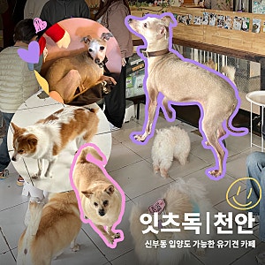 천안 유기견카페 입양 가능한 잇츠독