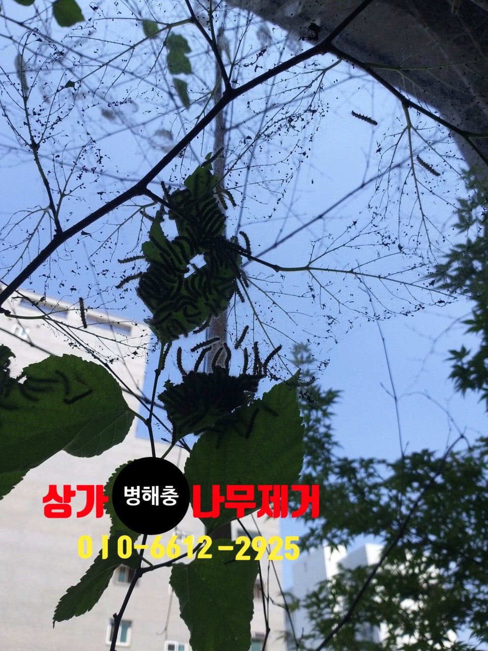 불나방 사진 1