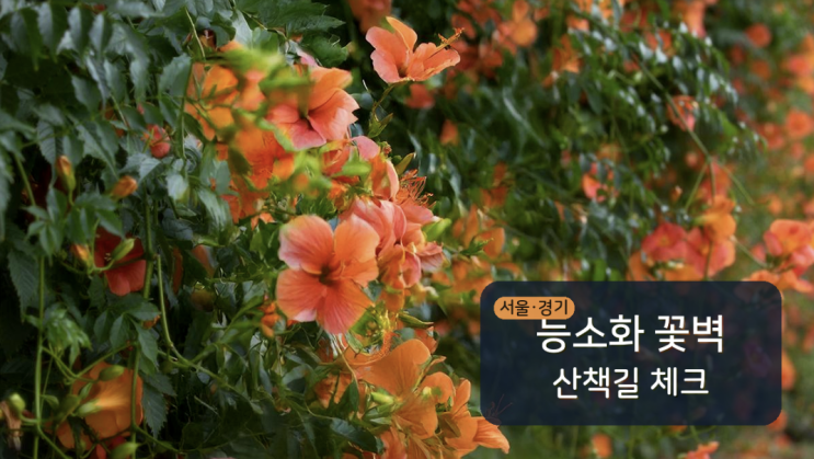 서울 경기 능소화 명소, 꽃벽 산책길과 사진팁