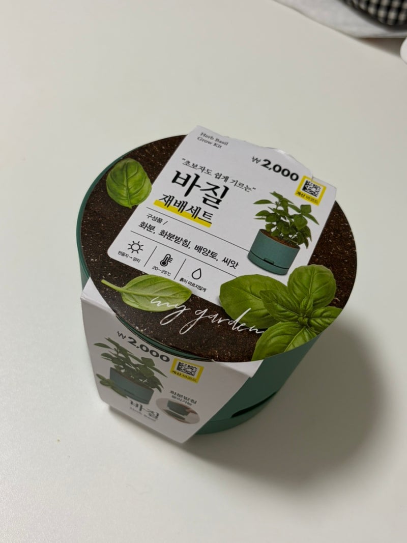 다이소 바질 키우기 내돈내산 후기
