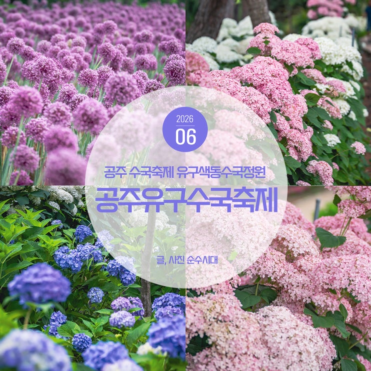 공주 <b>수국축제</b> <b>유구</b> 색동<b>수국</b>정원 실시간 주차장