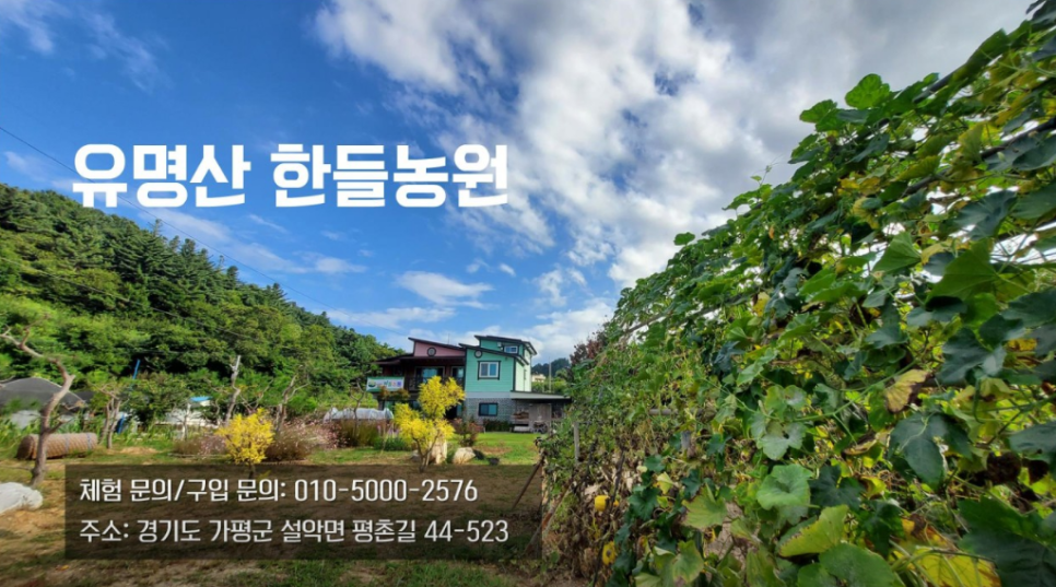 한들농원 사진 6