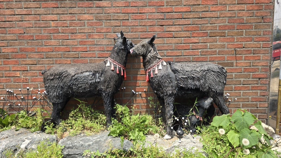 산들애 염소전문 사진 3