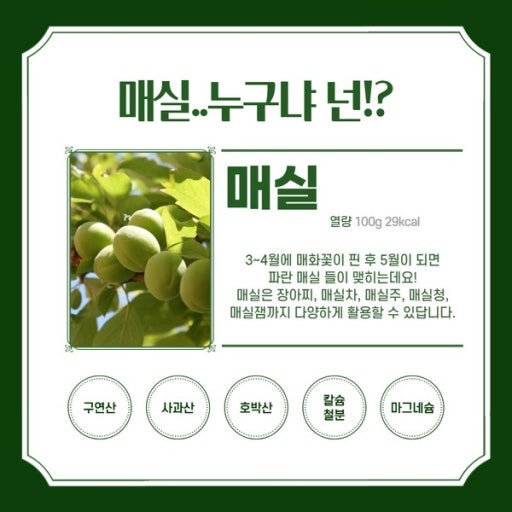 [시즌3] 2026 매실청 담그는 시기 방법 황금비율, 꼭지 따야 하는 이유와 효능 (feat. 실패 없는 ....
