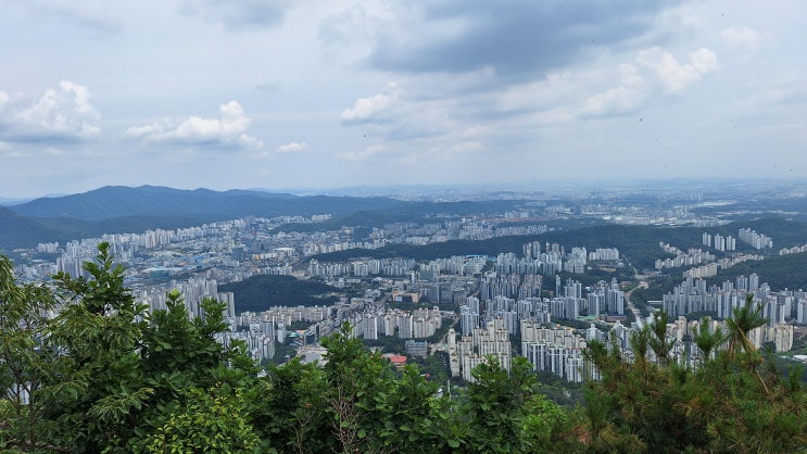 수리산 현재 <b>러브버그</b> 상황