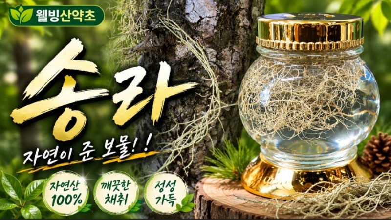 산속의 보물 송라,(소나무겨우살이) 효능부터 복용법까지 한눈에 보기