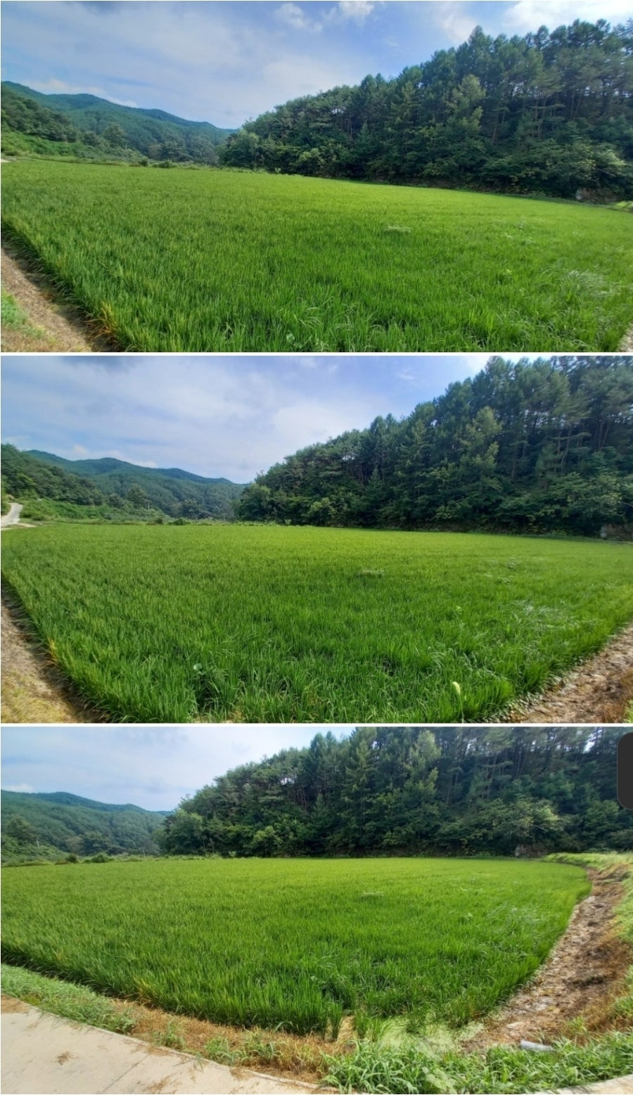 한골 사진 4