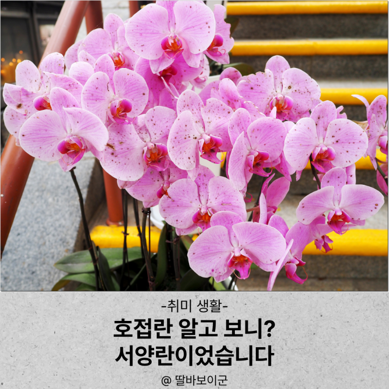 호접란 키우기와 물주기, 알고 보니 서양란이었습니다