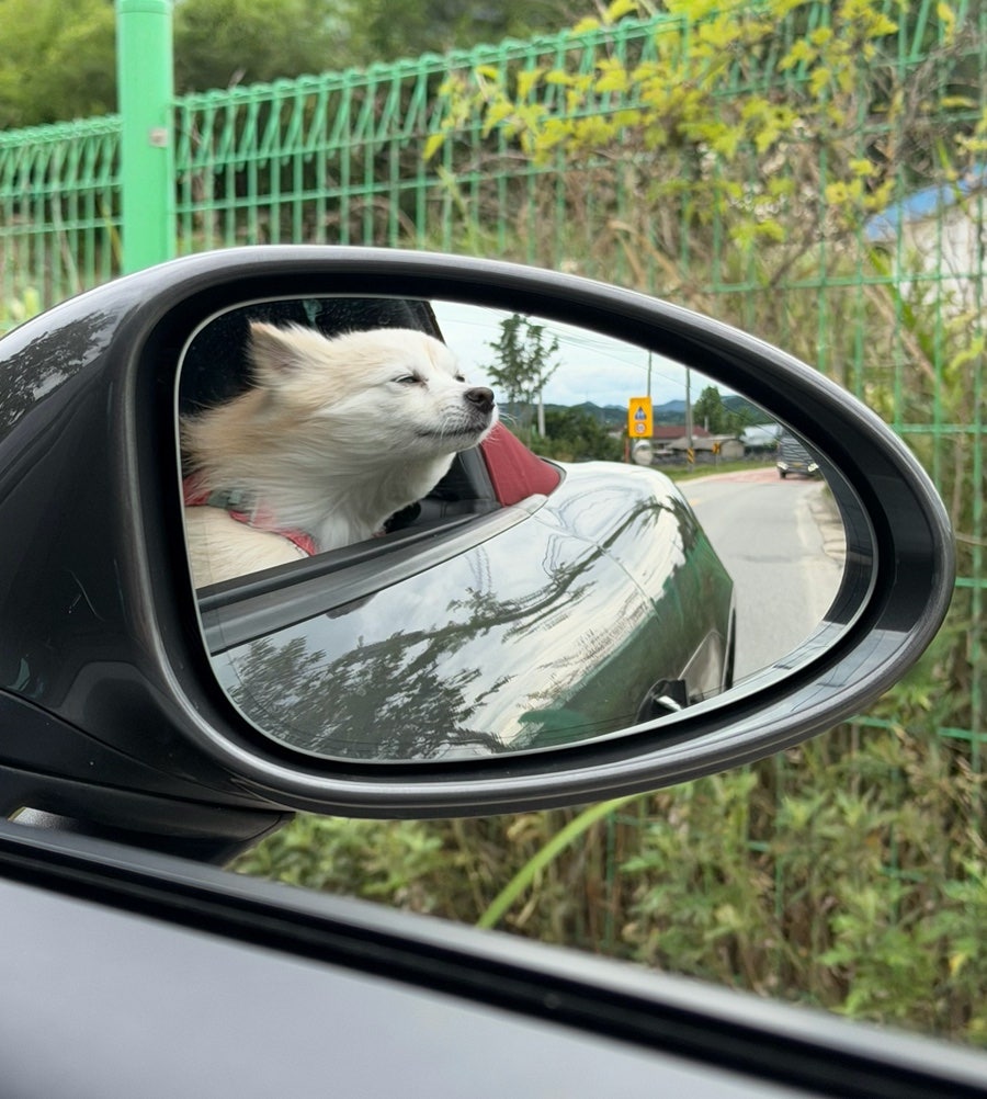 루나의꿈 사진 2