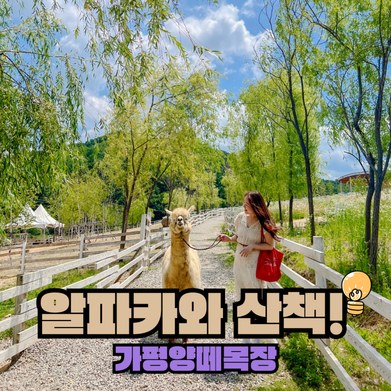 가평 아이랑 가기 좋은 양떼목장, 맛집까지 다녀온 드라이브코스