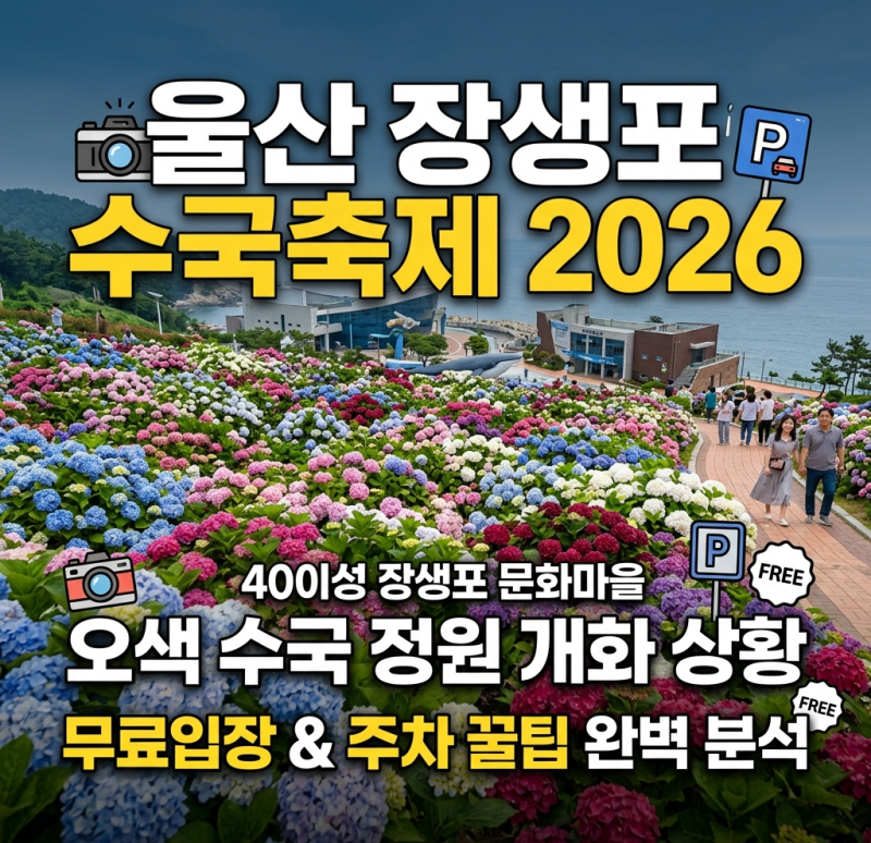 울산 장생포 수국축제 2026 개화 상황 및 무료입장, 주차 꿀팁 완벽 분석