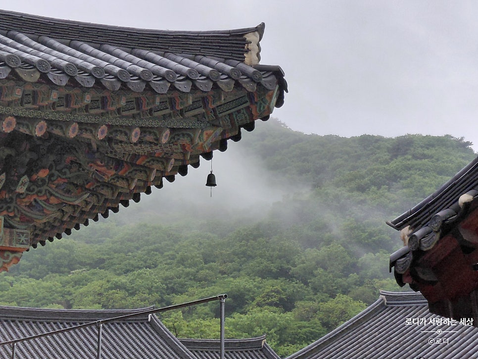 카페비꽃