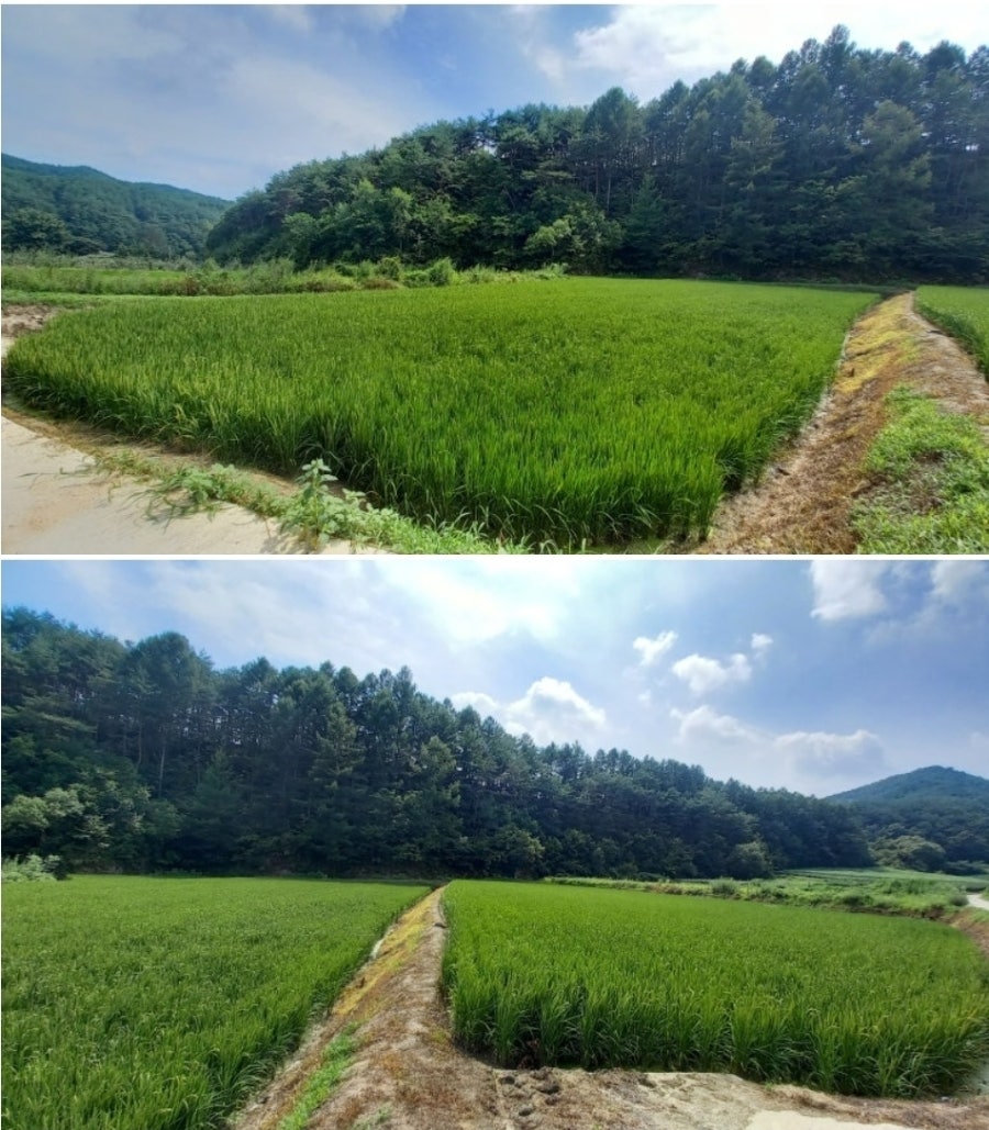 한골 사진 3