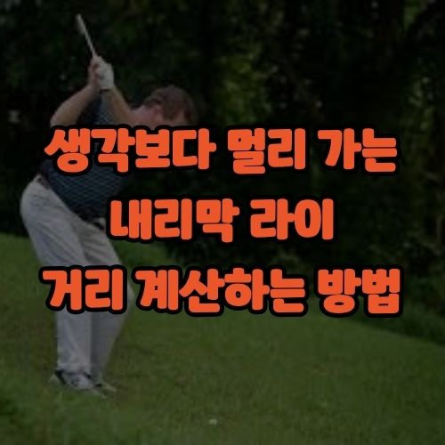 라이차이 사진 1