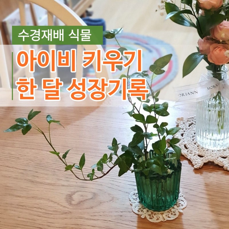 수경재배 식물 아이비 키우기, 물꽂이 한 달 후 뿌리내린 모습