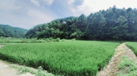 한골 사진 6