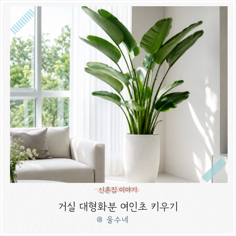 여인초 키우기 물주기 가지치기 방법 거실 대형화분 추천