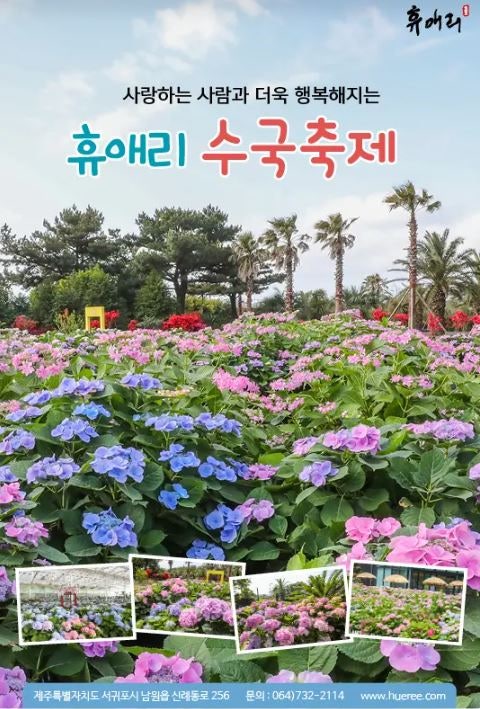 제주도 수국 명소 휴애리 수국축제 제주 수국길 개화시기 총정리