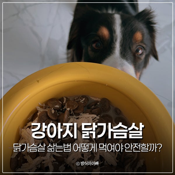 강아지 닭가슴살 삶는법 어떻게 먹여야 안전할까?