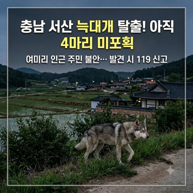 충남 서산 <b>늑대개</b> 탈출 4마리 아직 미포획! 인근 주민들 안전... 