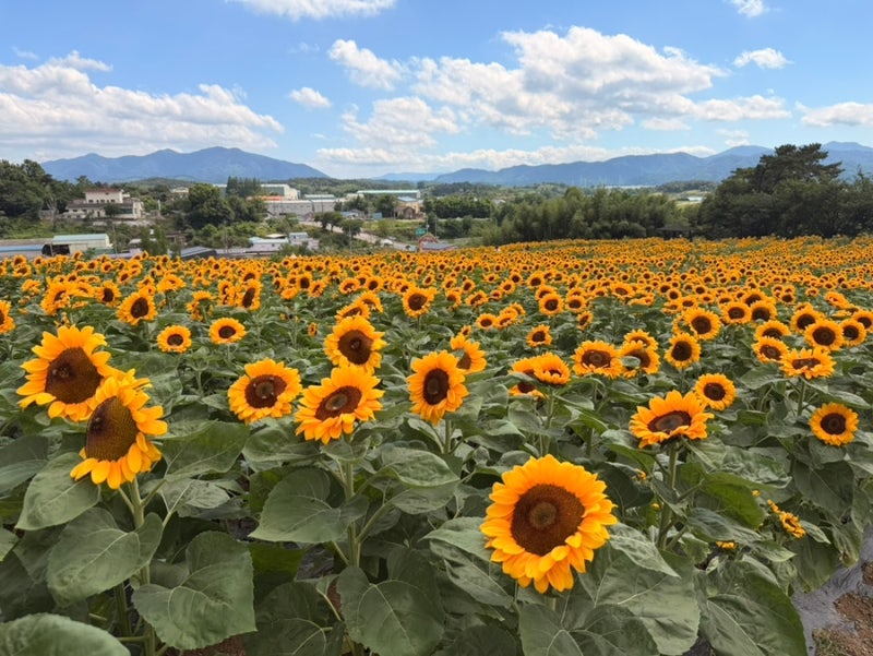 경남 함안 가볼만한 곳 추천 | 2026년 함안 강주 해바라기 축제