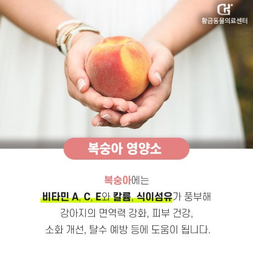[내돈내산] 여름 제철 복숭아 종류 총정리! 백도 황도 천도 납작 신비복숭아 맛 비교부터 고....