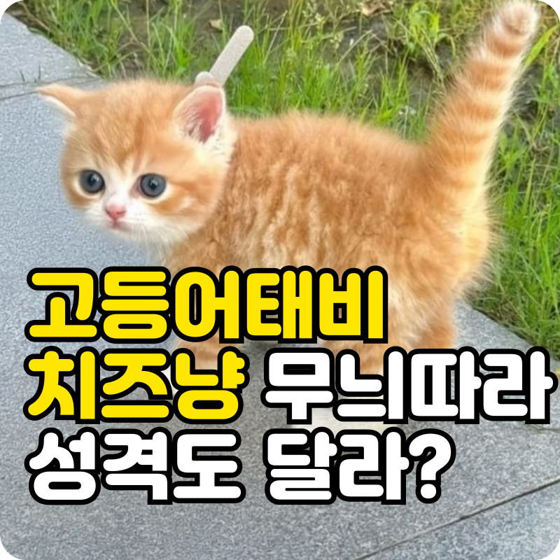 코숏 고등어태비 치즈고양이 성향 비교, 무늬 따라 진짜 다를까?