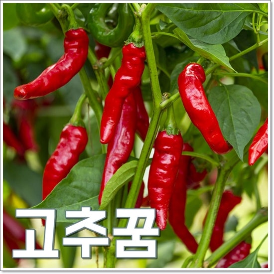 고추꿈 해몽 잘익은고추꿈 고추밭꿈 풀이 6가지 모음