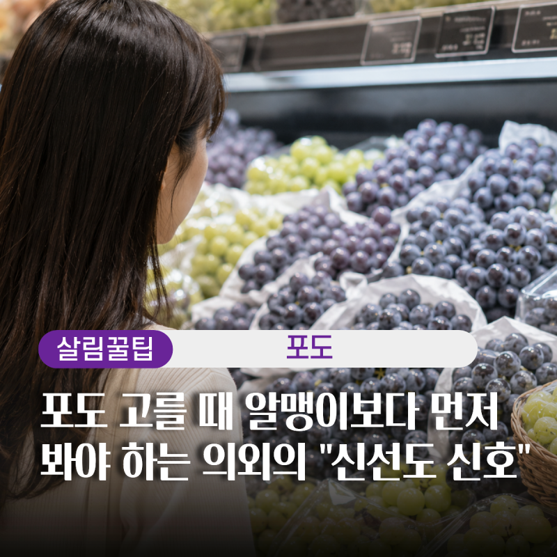 포도 껍질의 하얀 가루, 농약 아닌가요? 알고 보니 달랐습니다