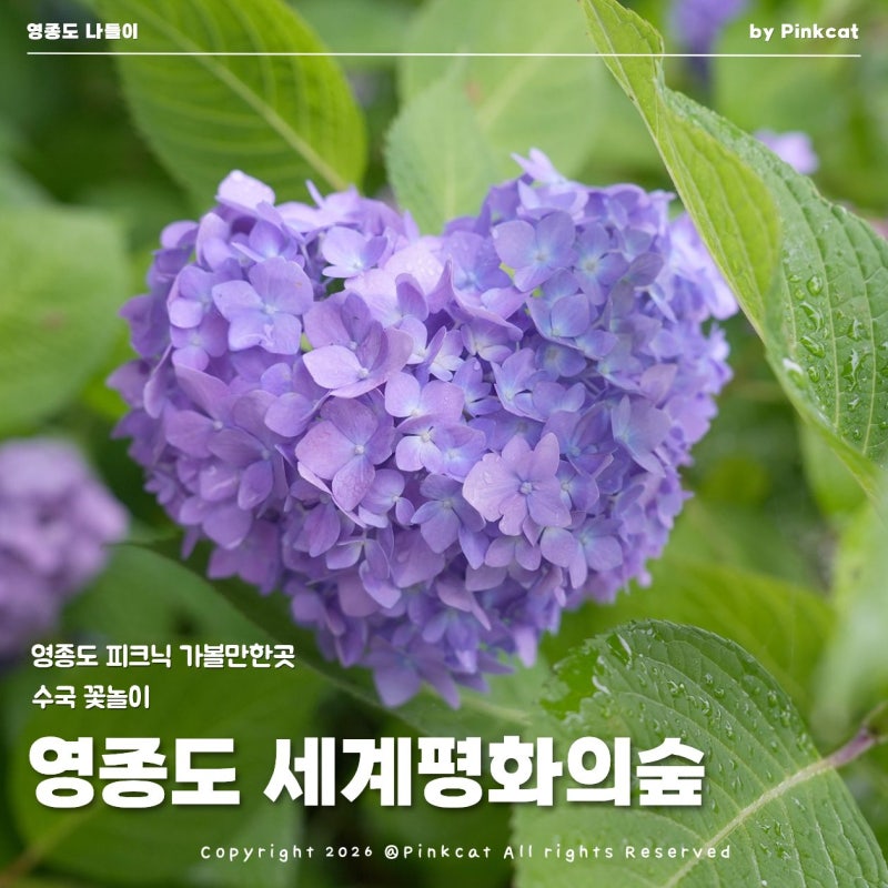 영종도 수국 보러 가볼만한곳 세계평화의숲