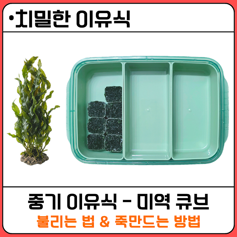 [치밀한 이유식] 중기 미역 큐브 만들기 건미역 5g의 기적과 15배 플러스 수율